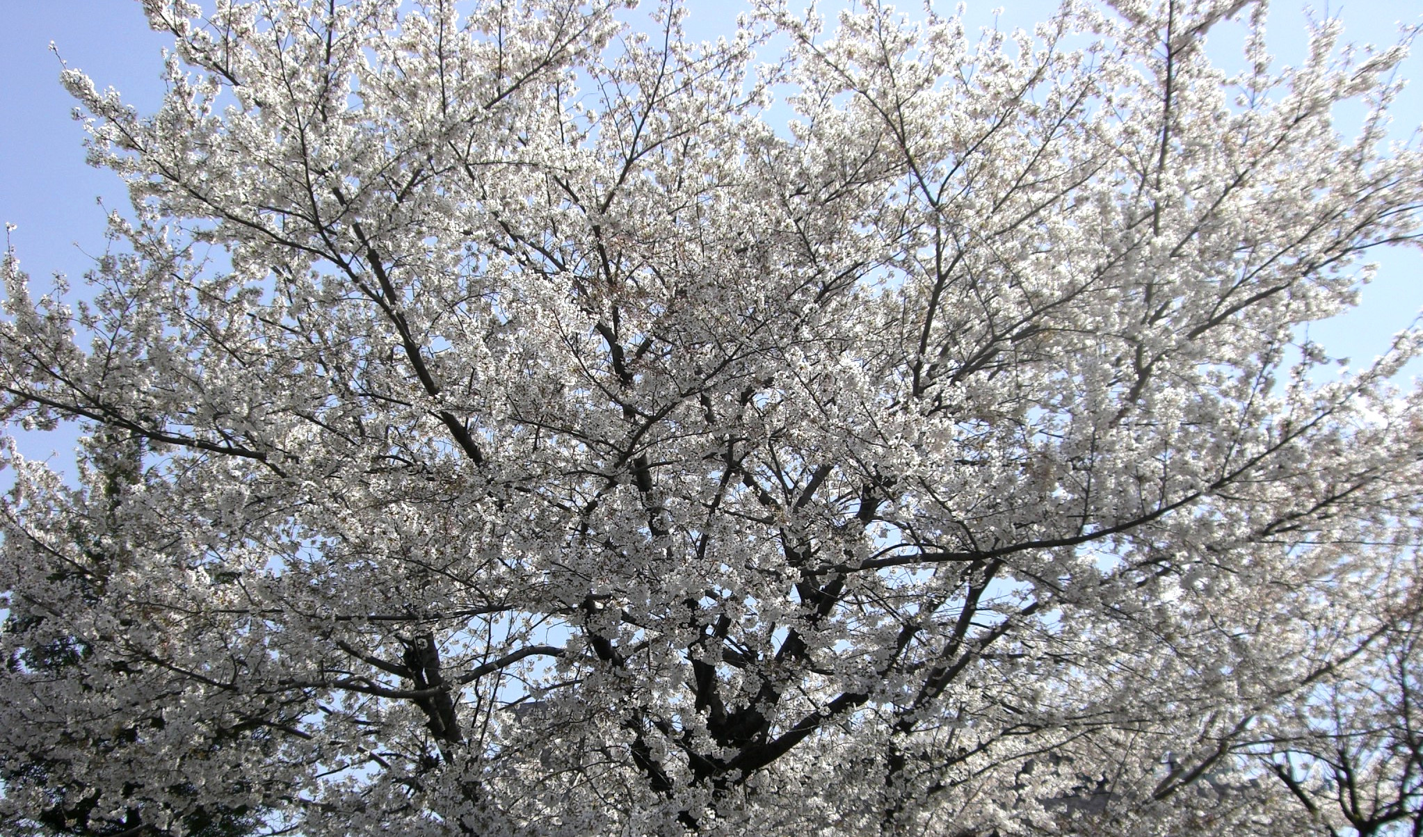 さいたま市の桜と住宅街の風景